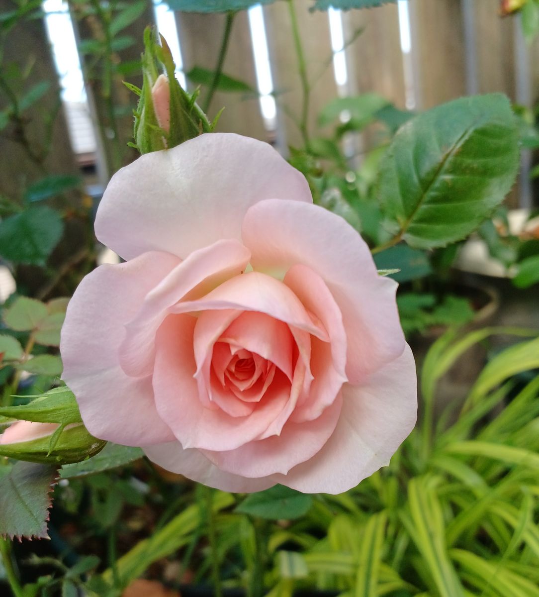 🔷今年はお庭に色んなバラが掻きました。😊💕 香りの薔薇「クリームピンクロスアロマ」 ☆