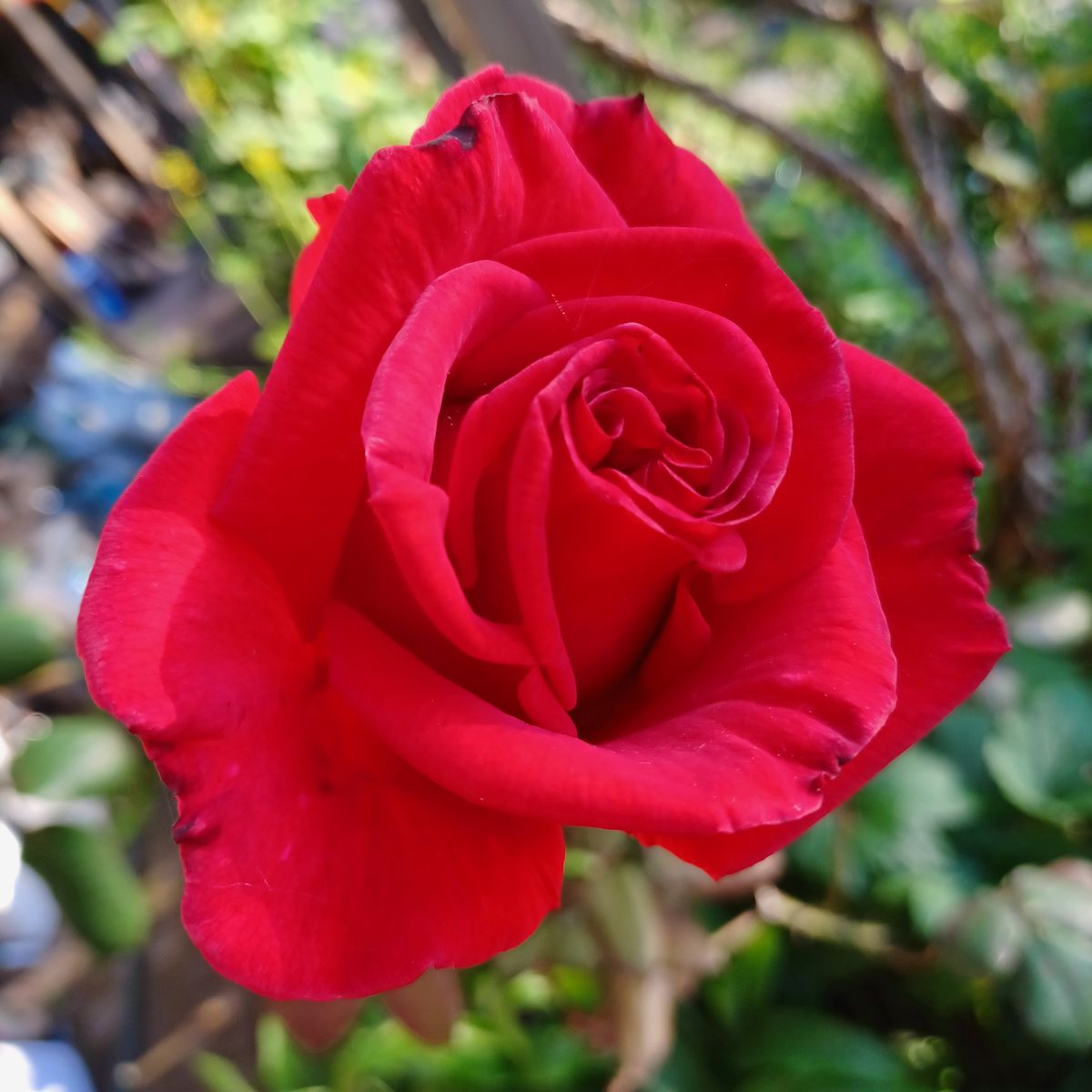 名前の分からない真っ赤な薔薇🌹、姿はうちの薔薇の中でもこれぞ”薔薇”って感じかな？ 