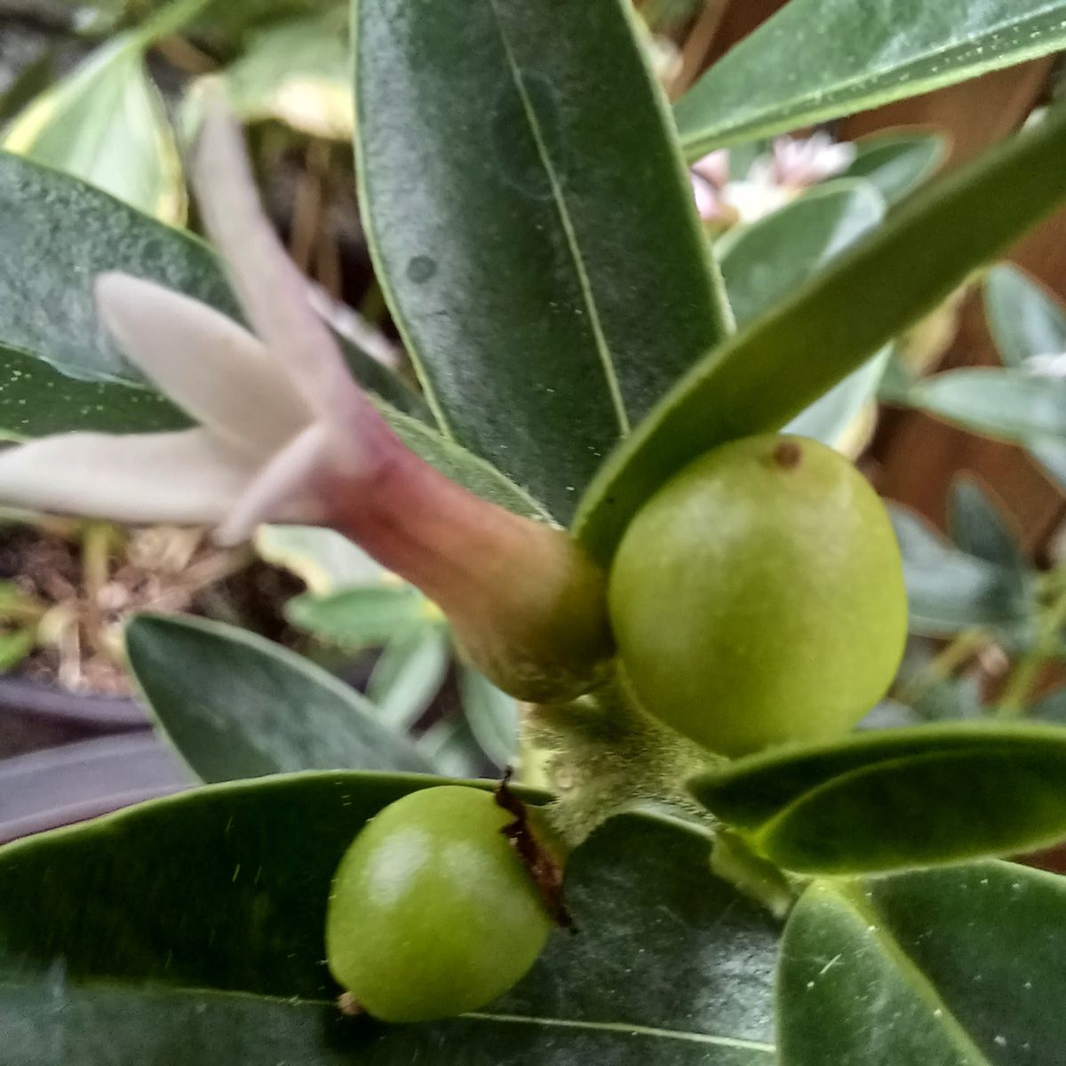 夏咲き沈丁花の実です🎵、赤くなるとか？