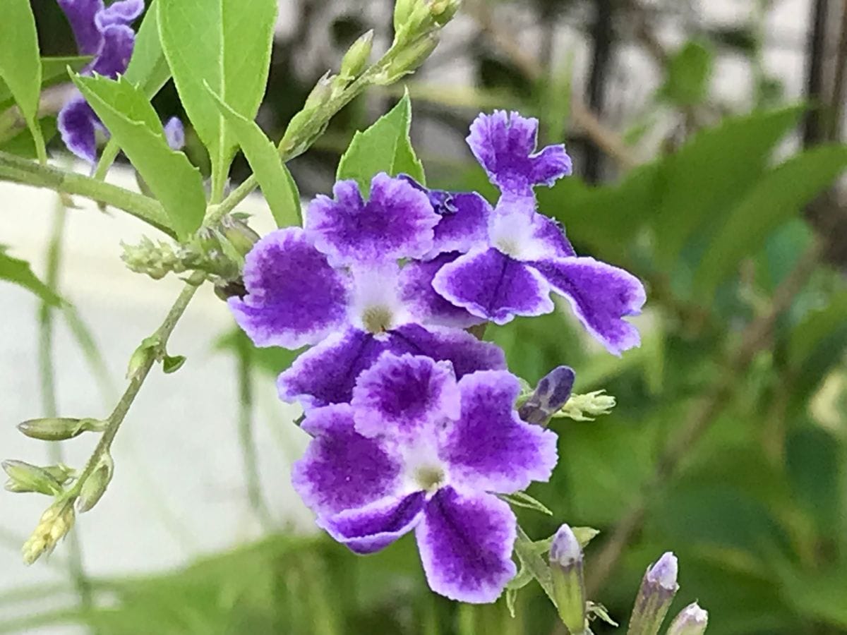 枝先に紫の花が咲き出しました！