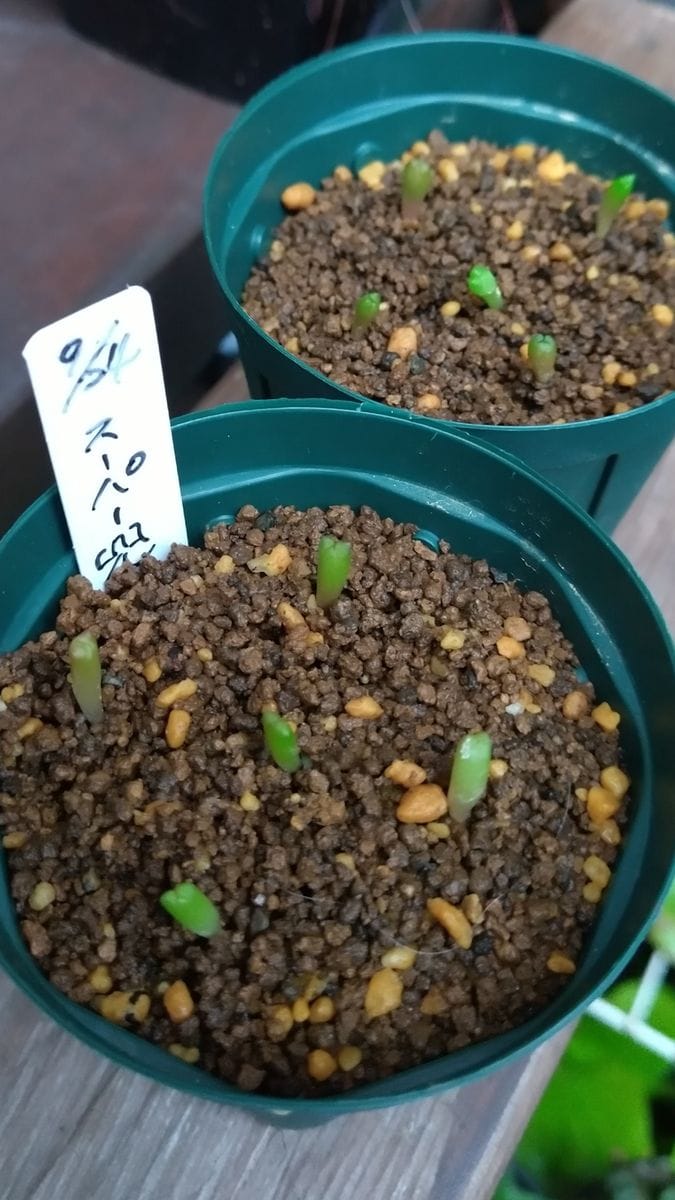アストロフィツム スーパー兜 9/24に種蒔きした発芽苗を先日仮鉢上げ。 発芽までは成