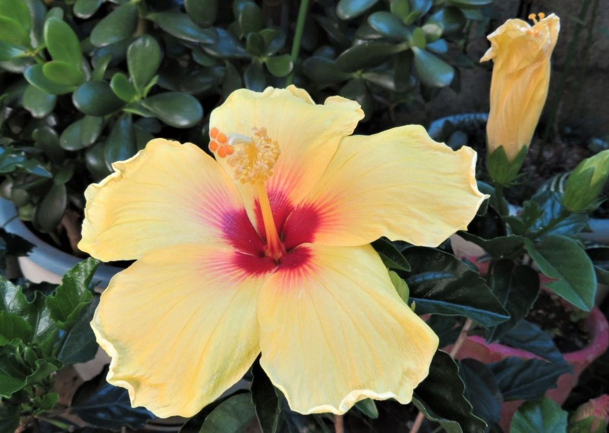 🌻黄色いハイビスカスの花...🔸昨日の花が終えて、新たに咲いて延べ８つとなる花姿