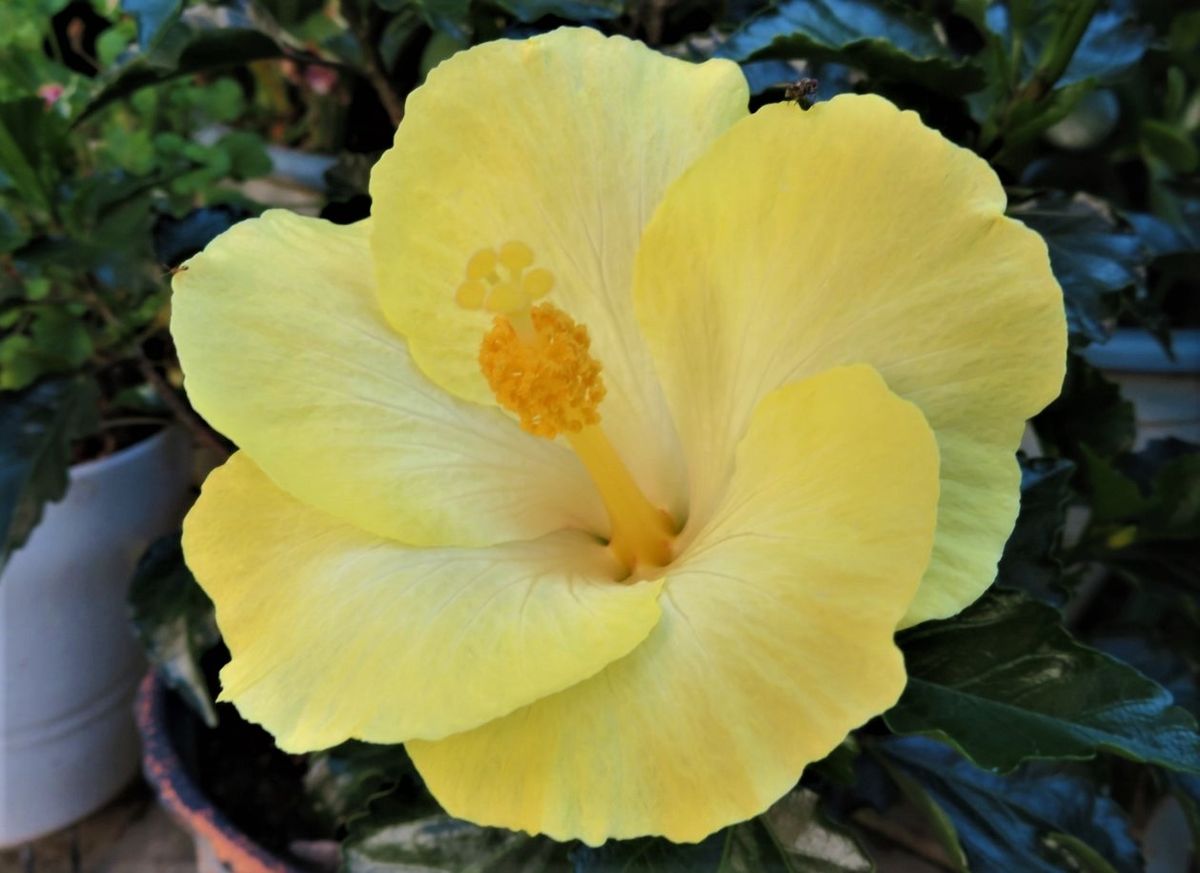 🌻久しぶりに咲いた伊良湖岬のハイビスカス<アイスレモン>の花...🔸６月１５日以来で、