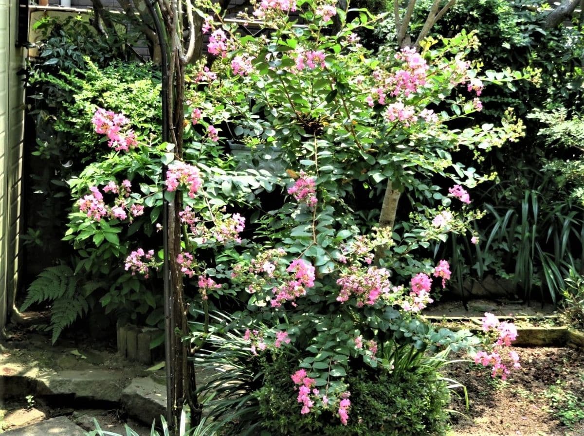 1️⃣🌻薔薇アーチの側で、枝を広げて咲かせたサルスベリの花...🔶今年は猛暑ばかりで、枝