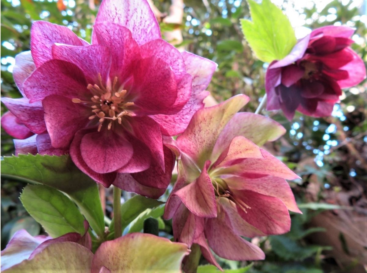 🌻今日も充実している🌺ダブル・レッドクリスマスローズの花...🔶３つ揃って、大きく花開