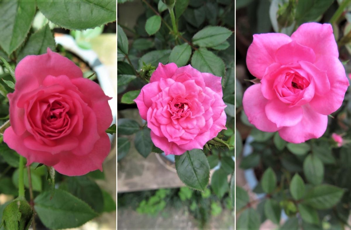 2023/06/04 🌻小輪の🌹バラ ロザリー・ラ・モリエールの花...🔶再び咲き始めた３つが、そ