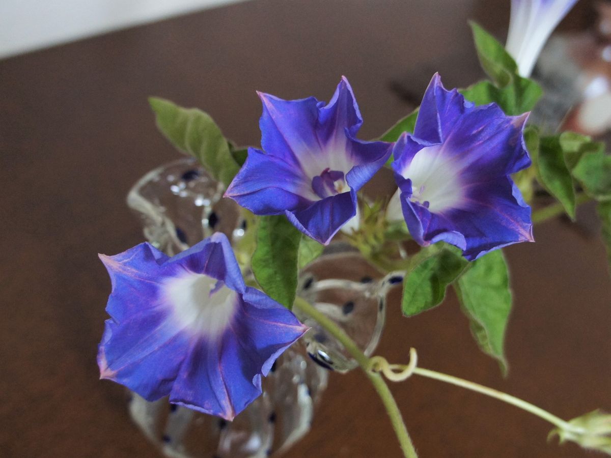 8月14日 台風を避けて室内に移動して咲いた紺色の桔梗咲アサガオです。日当たりが悪い