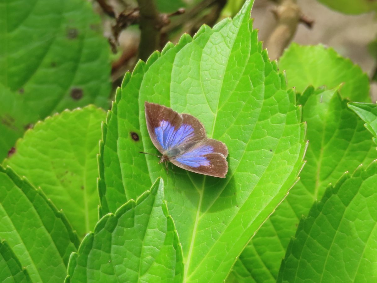 アジサイに止まったムラサキシジミ。うちに植わっているアラカシを食べたのかなあ？翅