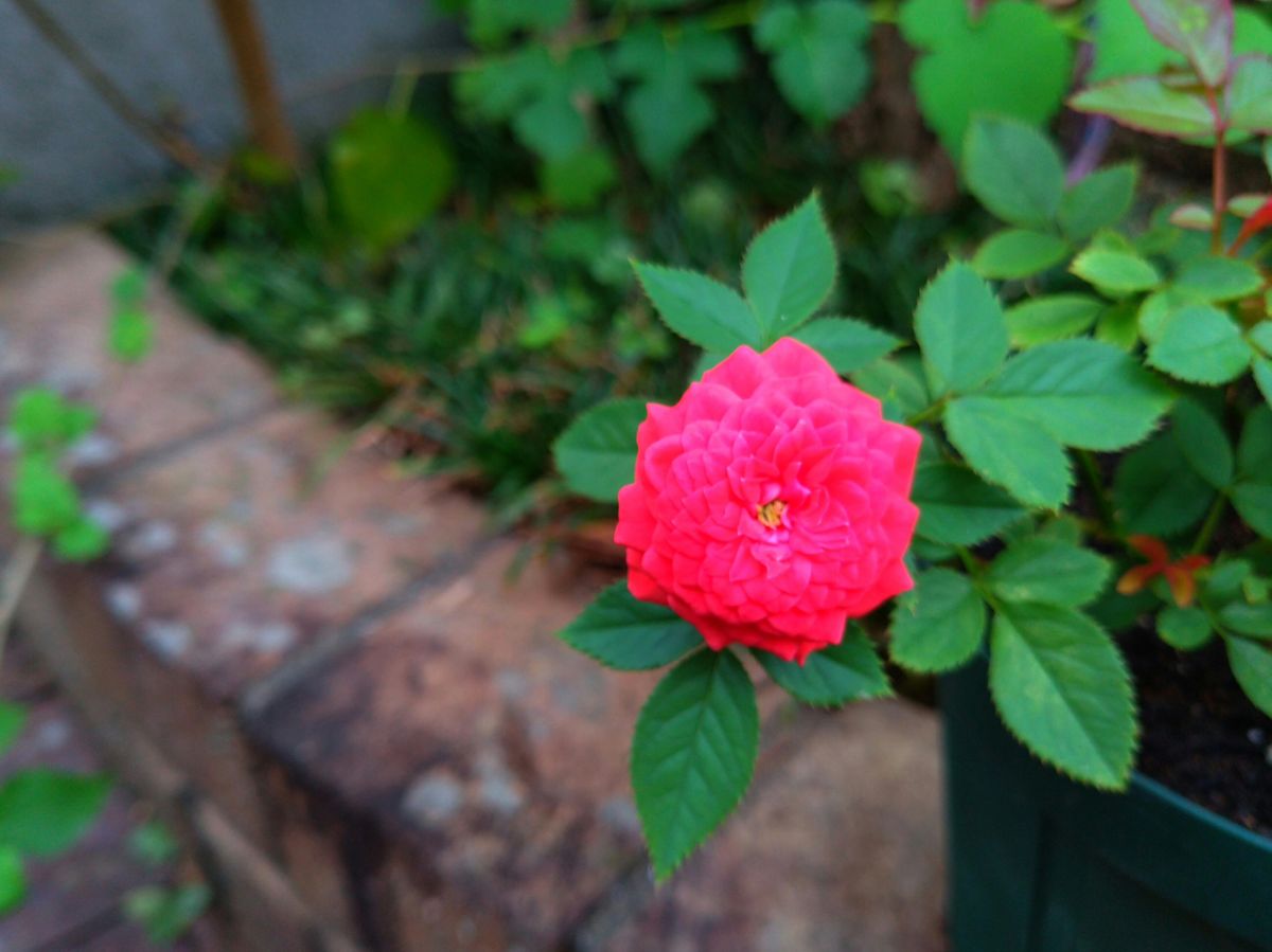 バラ（ミニバラ）の写真 by マロマロちゃん ミニバラ 品種不明  花弁の重なりが芸術的