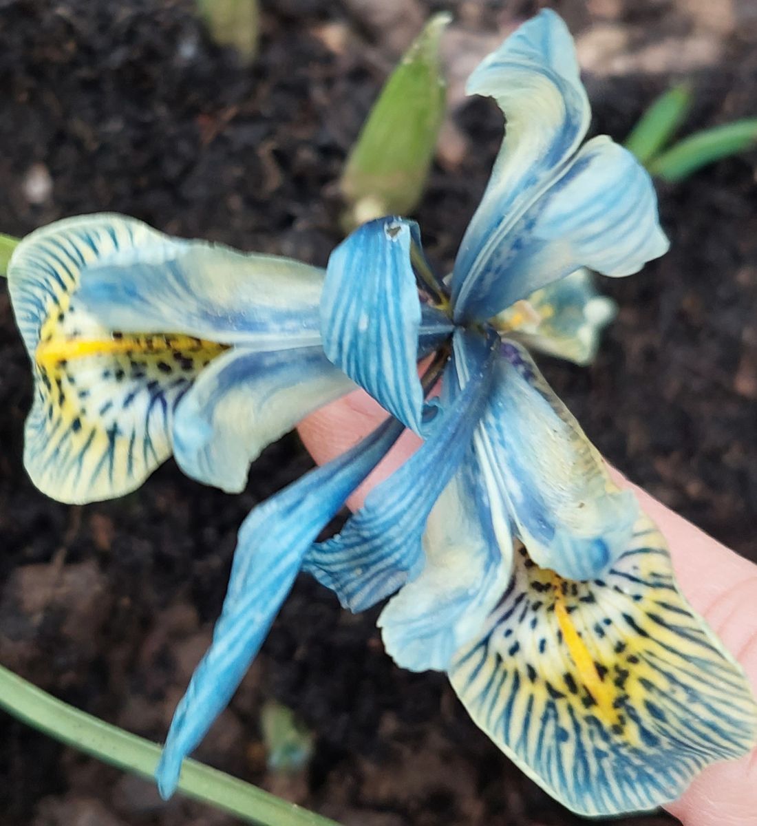 1/26、地植えのミニアイリスがもう開花❗こちら、去年の春に友人から頂いた鉢植えの球