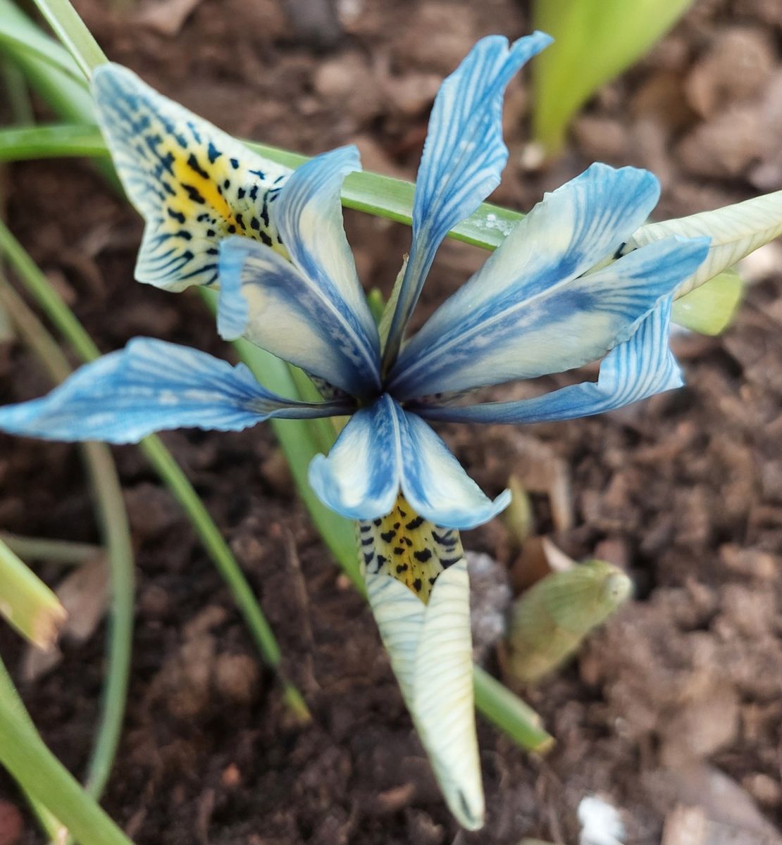 Iris reticulata Katharine Hodgkin💙💛 地植えミニアイリスの２輪目が開花していました