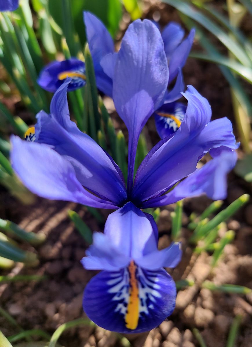 こちらの地植えのミニアイリスは今日も綺麗😉 まだ4輪しか開花してませんが、毎年まと