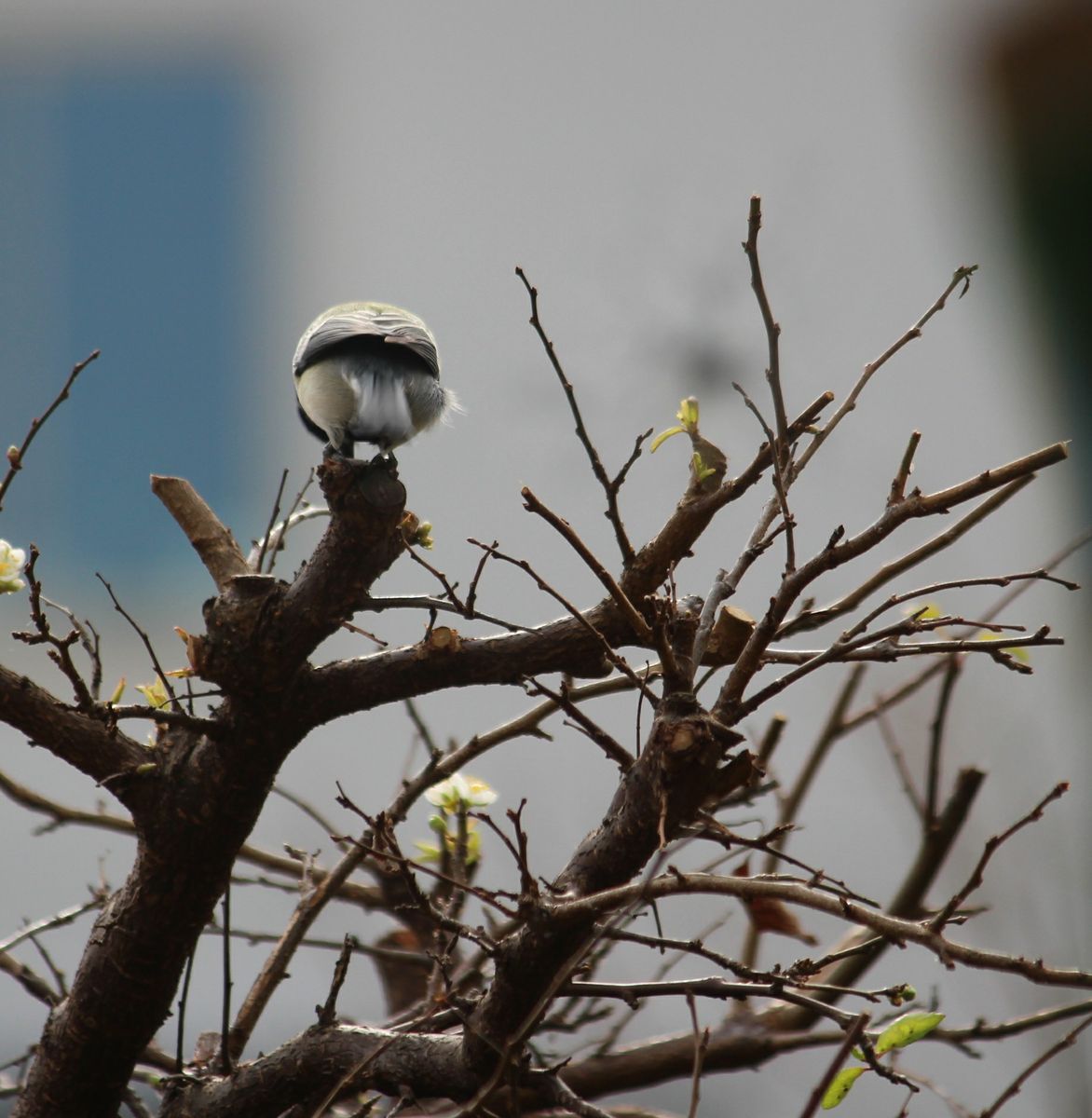 季節はずれの花と葉のあたり、点検中の、、シジュウカラさん🐦②