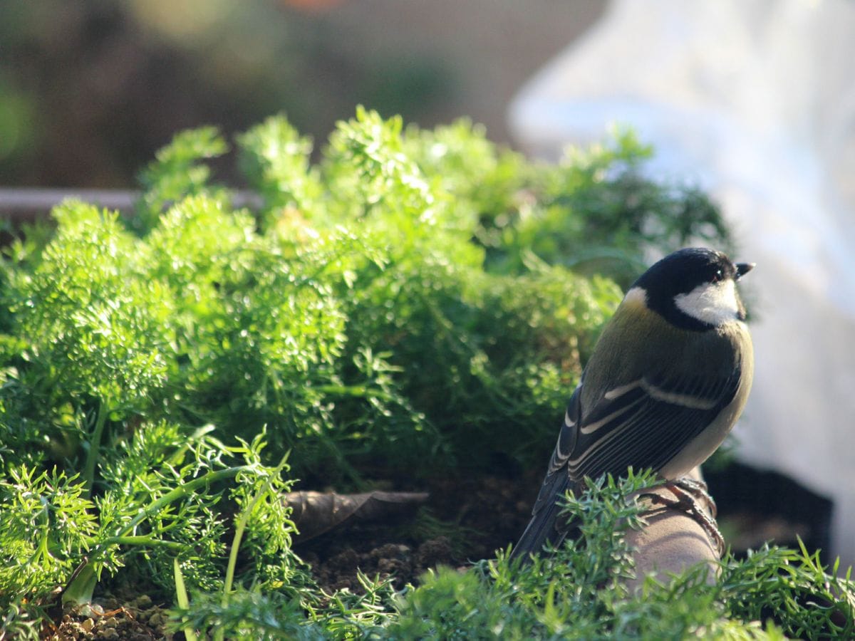 ローマンカモミールの写真 by つつぴ〜！ しばし、フリーズ状態のシジュウカラさん🐦  