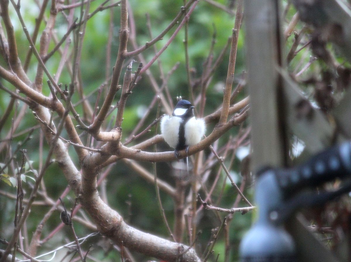 羽繕い完成✨、、モフモフのシジュウカラさん🐦