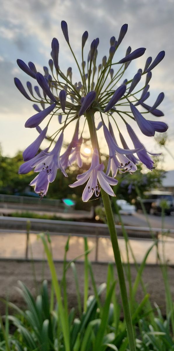 ✨咲いていました✨  昨日のお仕事帰りに隣の公園へ。 アガパンサスの写真を撮っていた