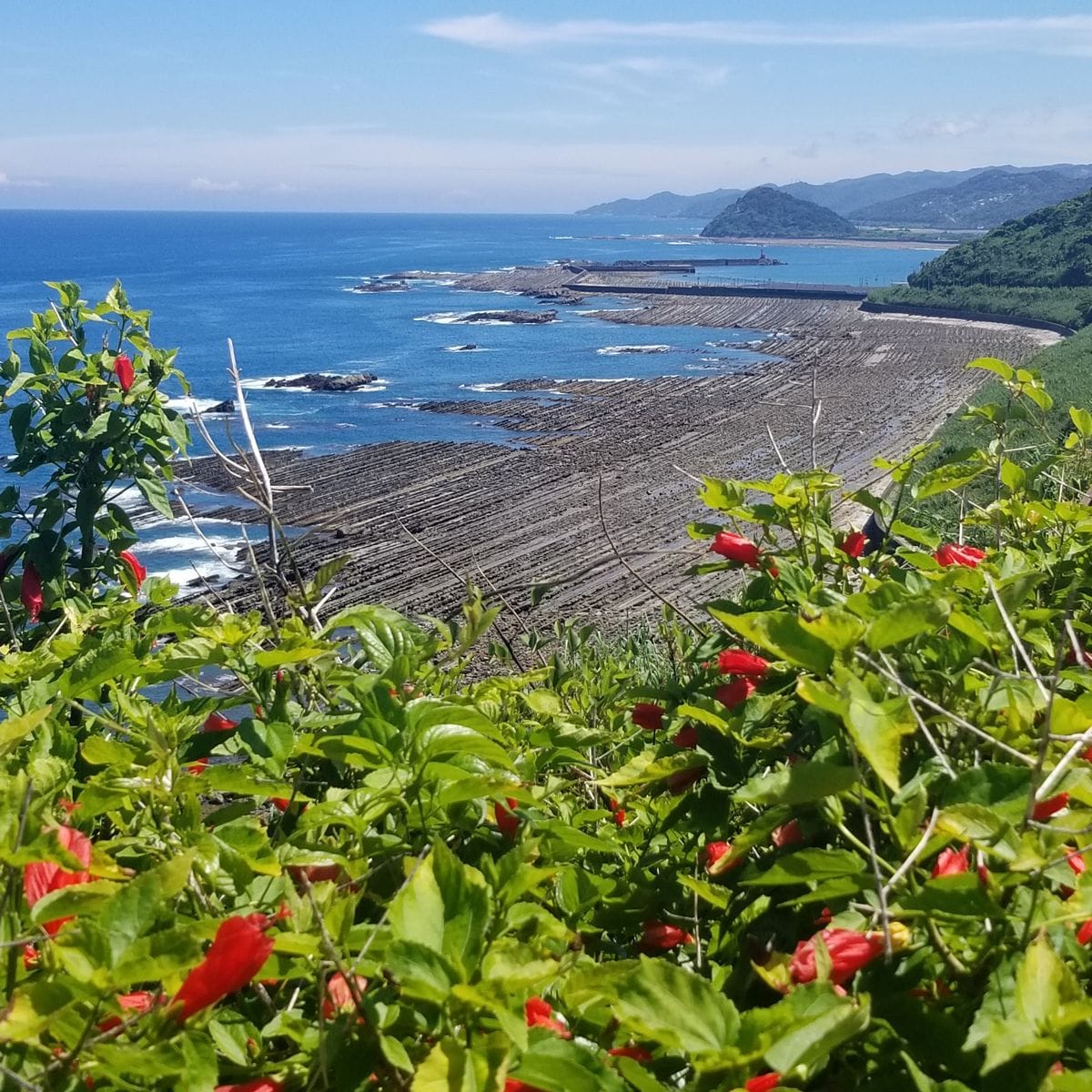 数日前にドライブで通りかかった、宮崎県観光名所の堀切峠です。 赤い蕾はハイビスカ