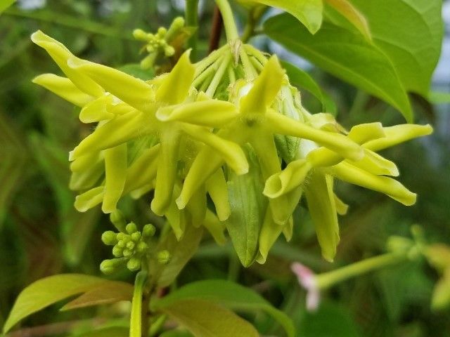 夜来香 イエライシャン 我が家の草花 花木等22 のアルバム みんなの趣味の園芸