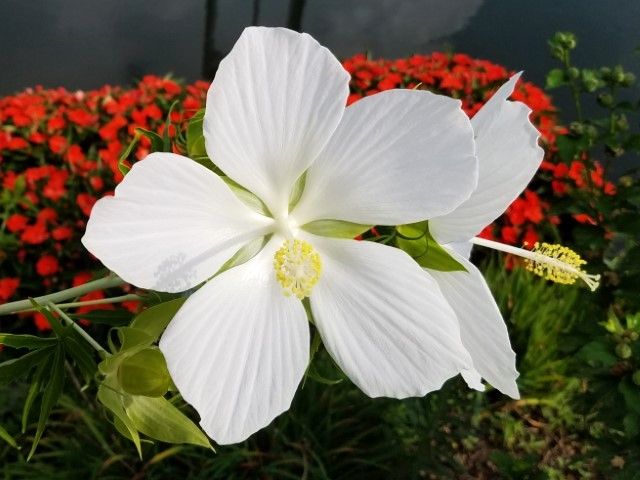 白花モミジアオイ