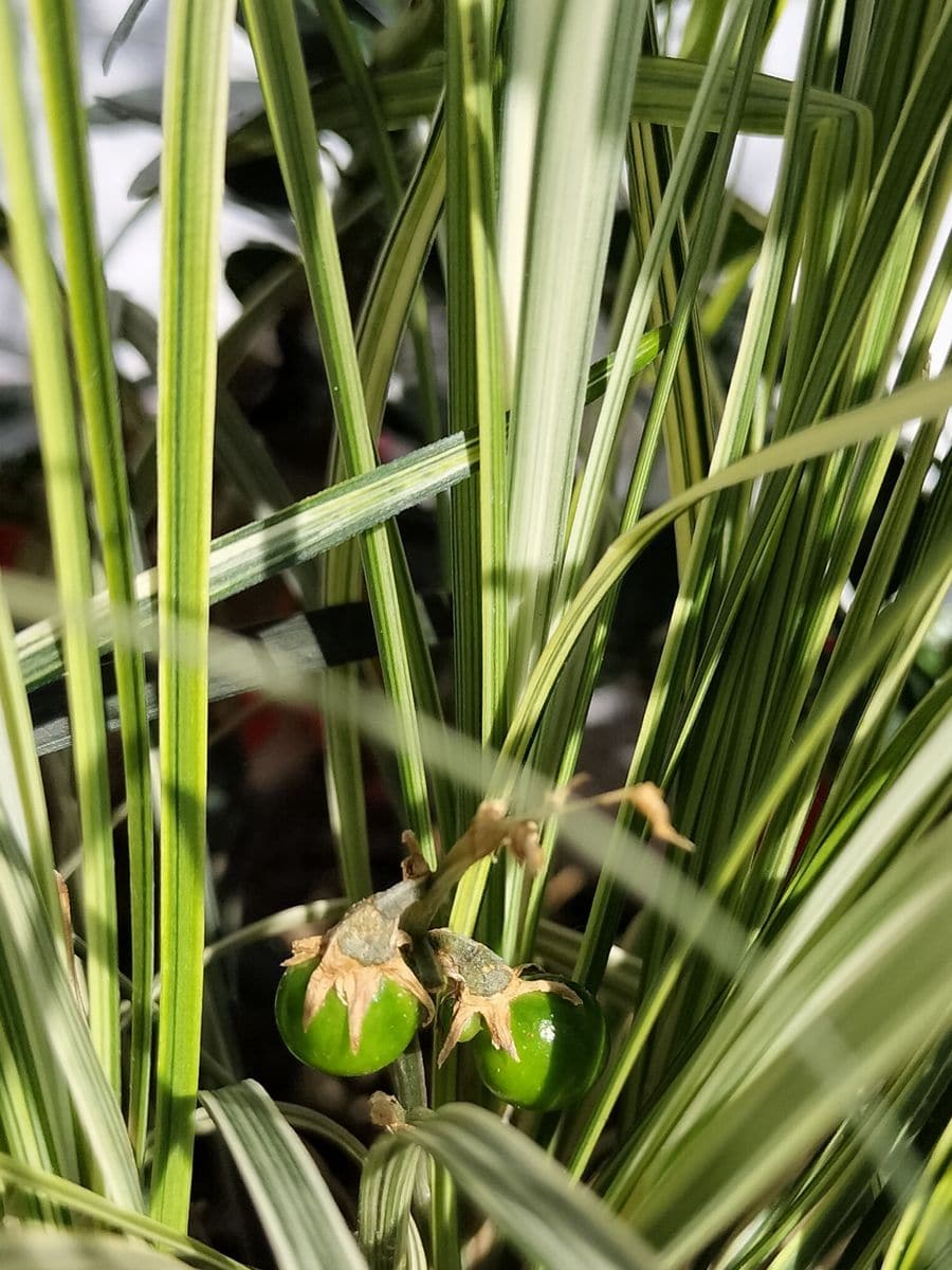 ジャノヒゲ（リュウノヒゲ）の写真 by フラワームーン 🐉斑入り白龍🐉  緑色の種子がチ