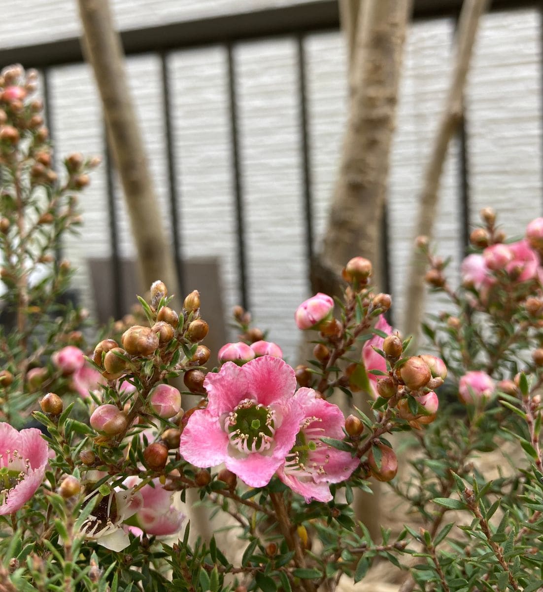 お花に少し模様があるような。