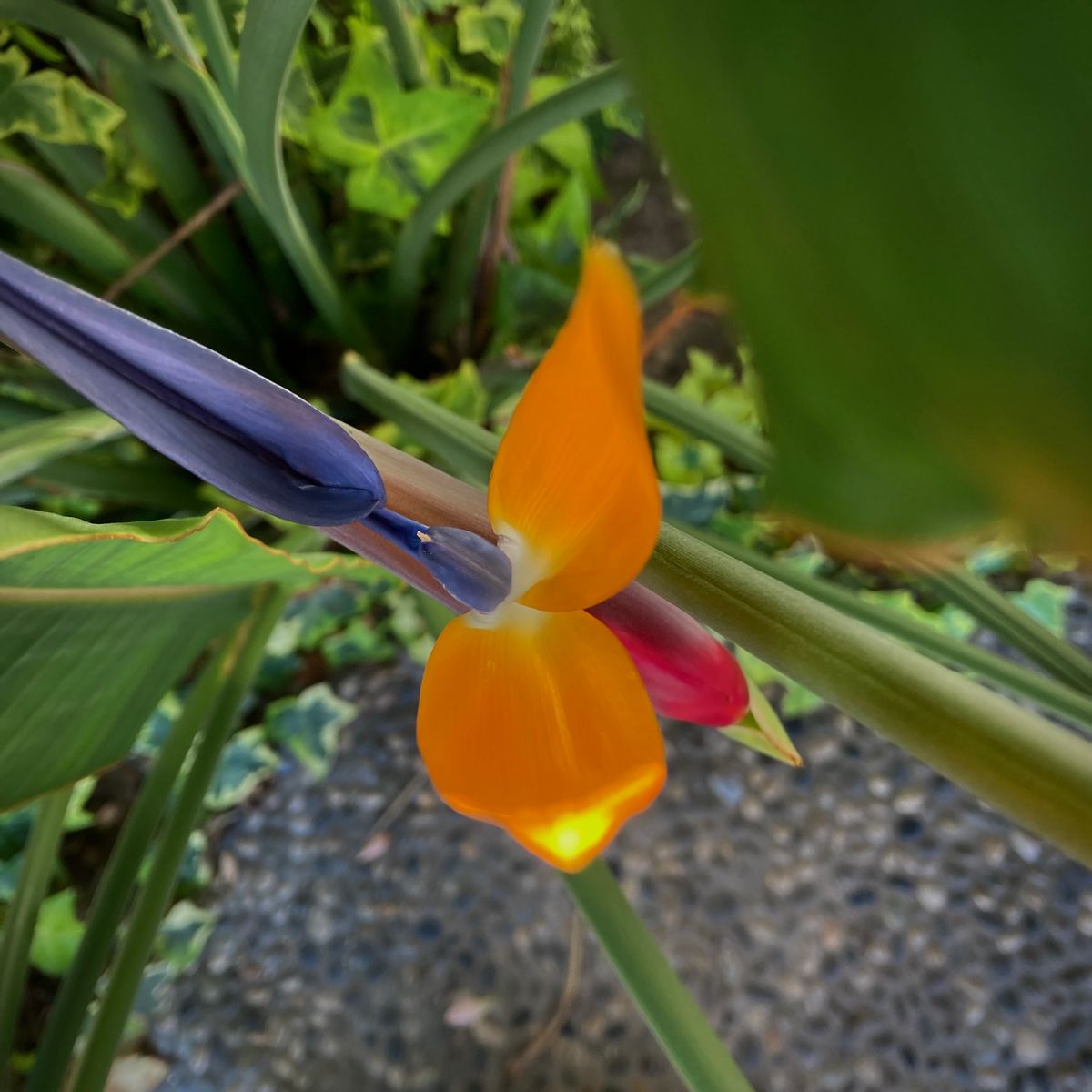 地植えストレリチア。春に咲いたら寿命みじかめでした。