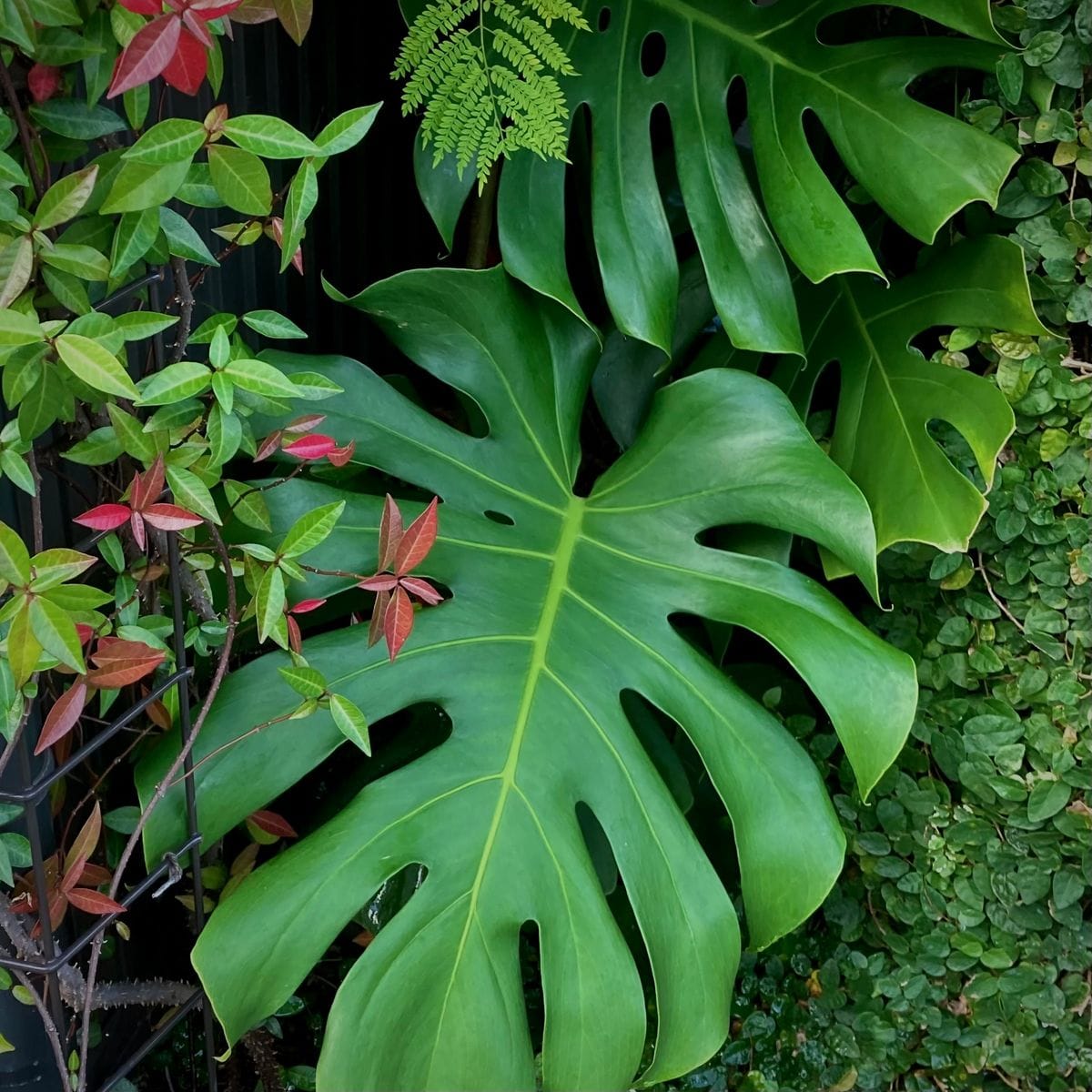 今は亡き地植えモンステラ。昨冬の寒さがきつかった。