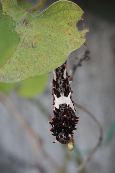 ジャコウアゲハの幼虫がオオバウマノスズクサ:Aristolochia kaempferiで食事中です。