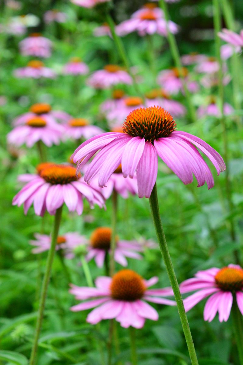 【エキナセア】 Echinacea ムラサキバレンギク（紫馬簾菊）