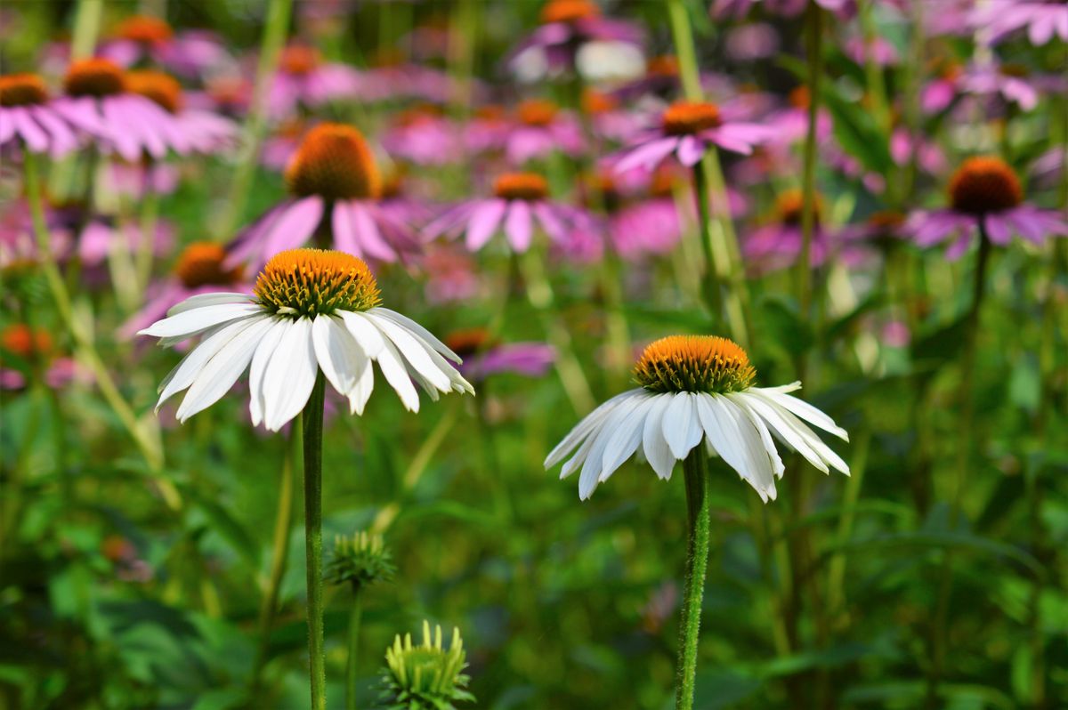 エキナセア Echinacea ムラサキバレンギク（紫馬簾菊）