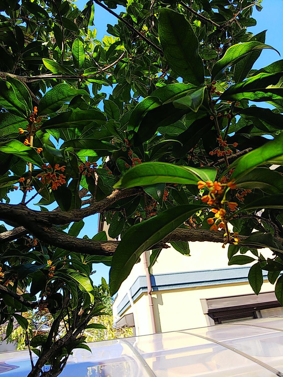 金木犀✨🌳✨  けさの庭 キンモクセイ薫りもただよいます