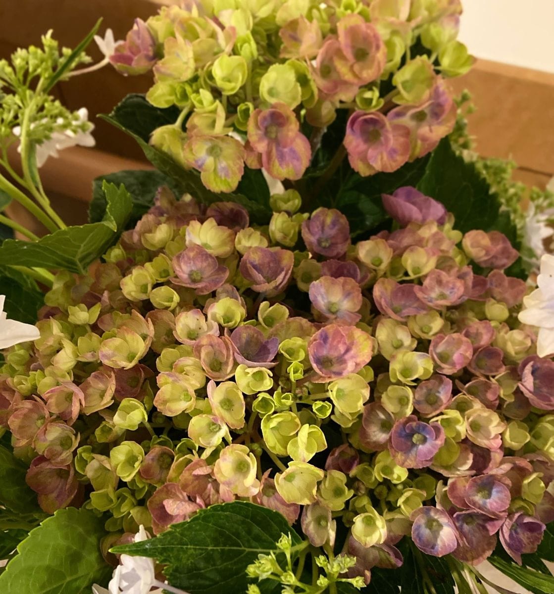 マジカルレボリューション オランダ産🇳🇱 [特徴] 装飾花がすぼまった様な形で、秋色に