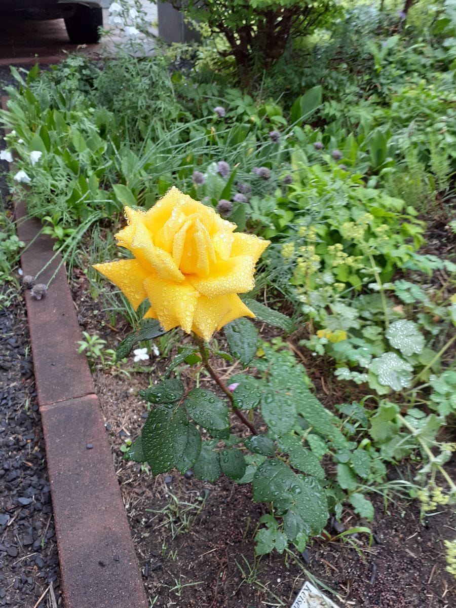 雨にも負けずに咲いてくれました。