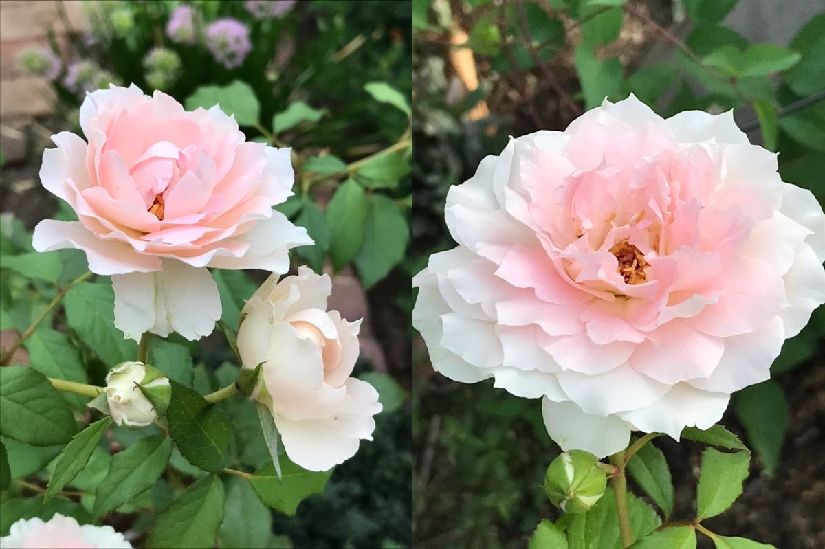 美しき我がシャリマー❤️  今年は久しぶりに夏バテしてます🥵  鰻鰻鰻鰻鰻鰻鰻鰻鰻鰻鰻