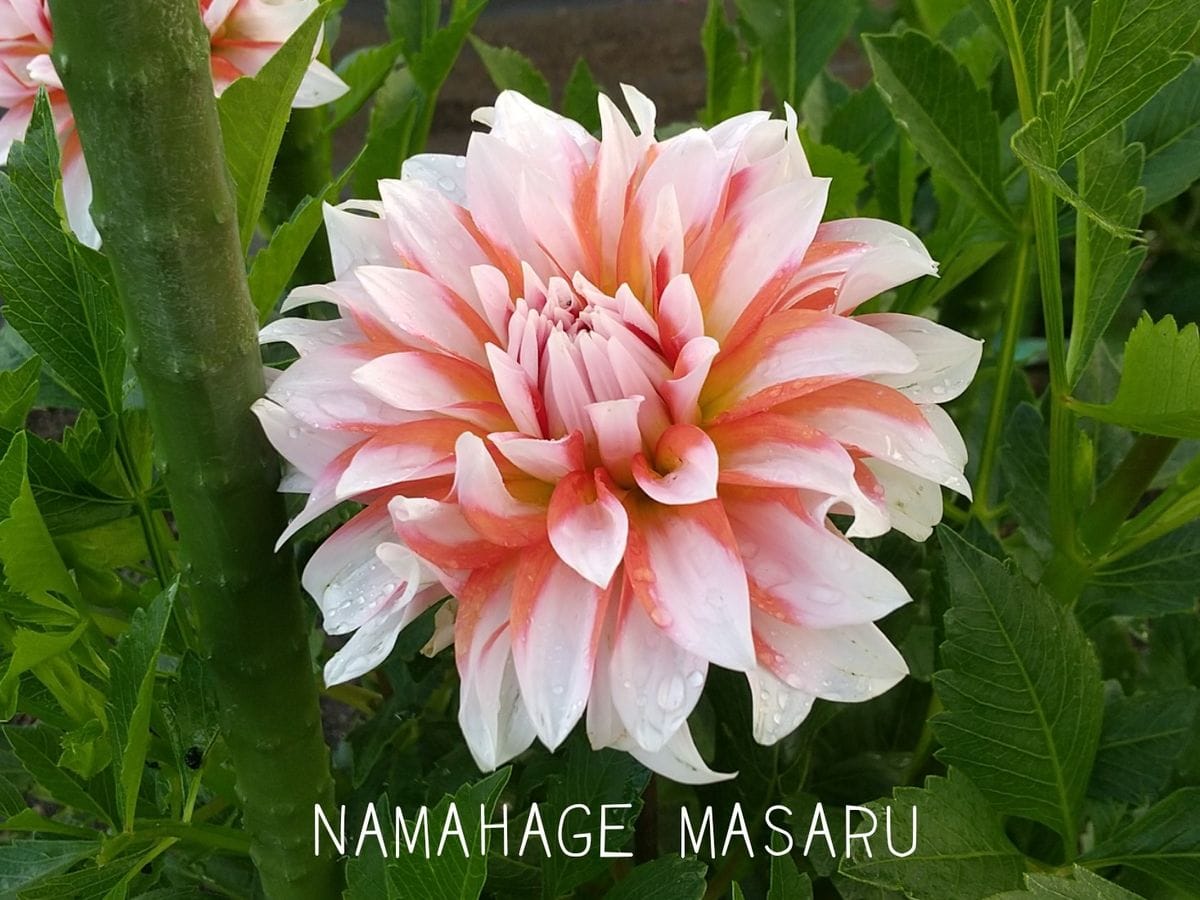 NAMAHAGE MASARU