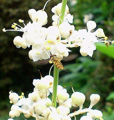 小さな蜂でしょうかね？ 先日はツユクサ、今日はヤブミョウガに。。。 必死な姿が可愛