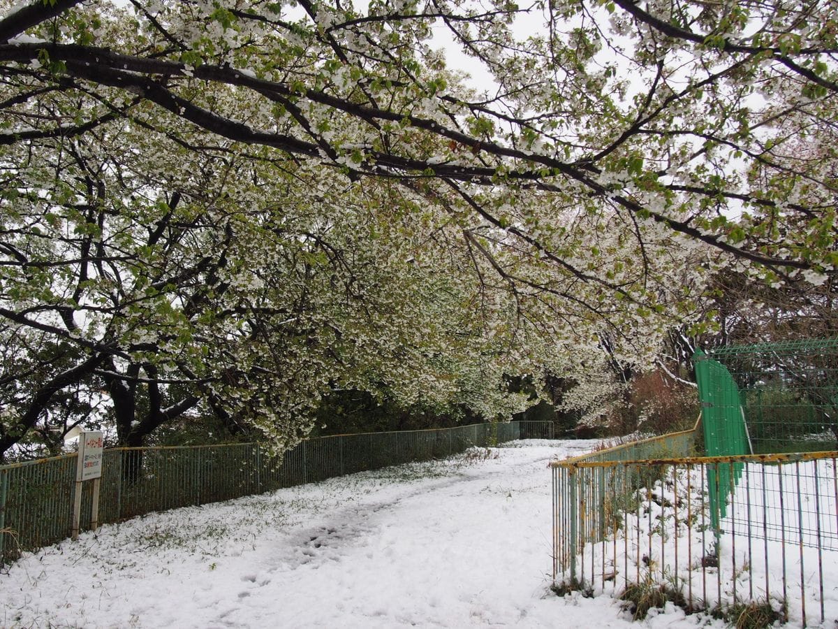 2020.3.29 桜公園