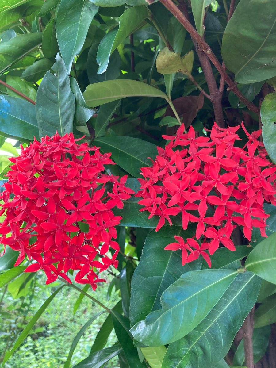 サンダンカ 赤 一番ポピュラーな品種 夏の花 のアルバム みんなの趣味の園芸