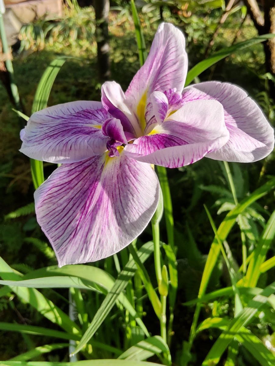 付け根が黄色だから、これは菖蒲かな🧐