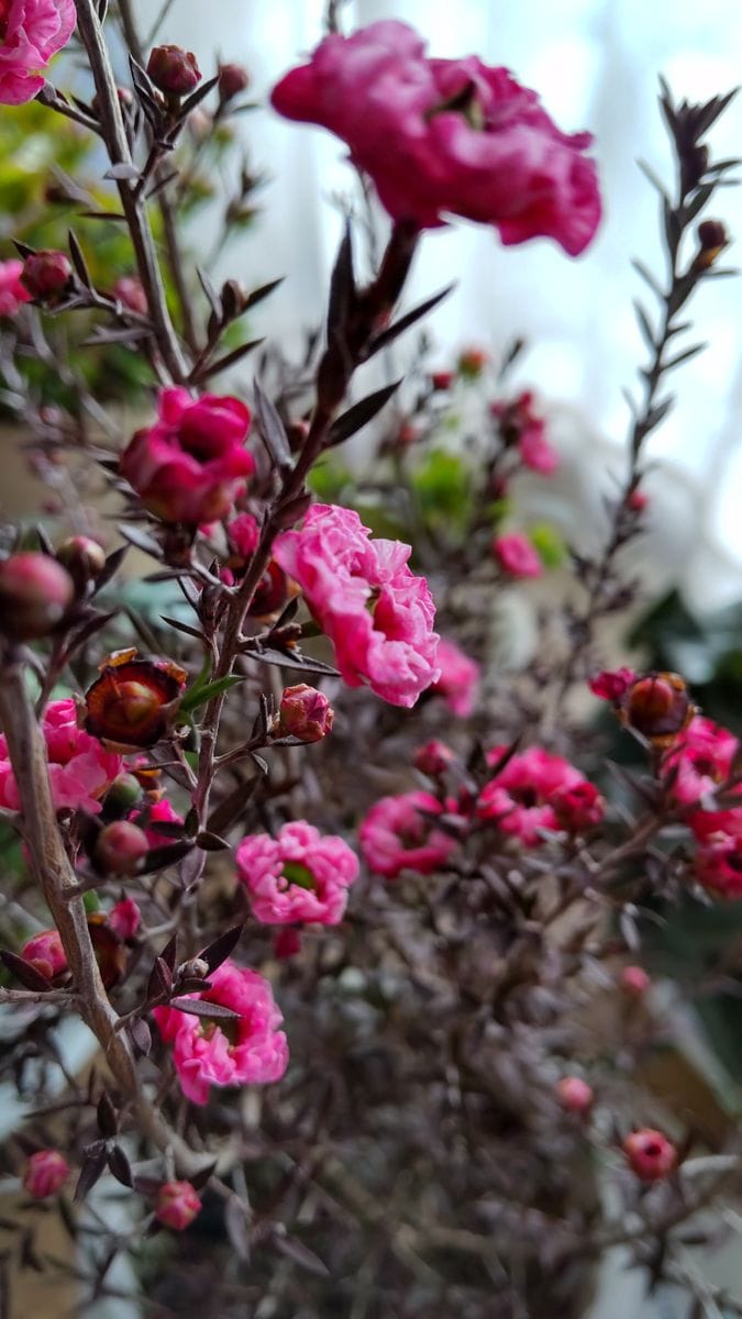 ギョリュウバイ（レプトスペルマム）の写真 by まーめいど3 好みの咲き方です😆 マヌカ