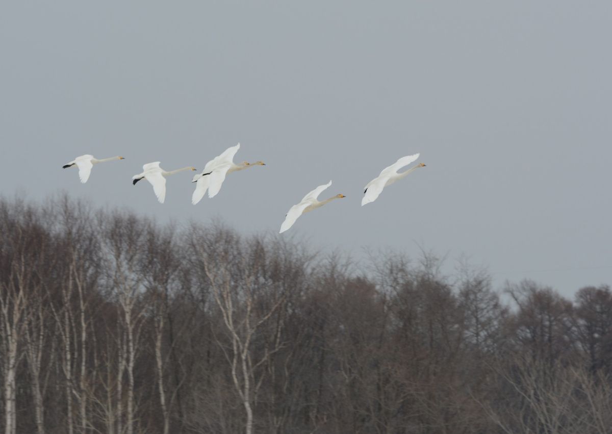 着地前の旋回に入った白鳥の群れ