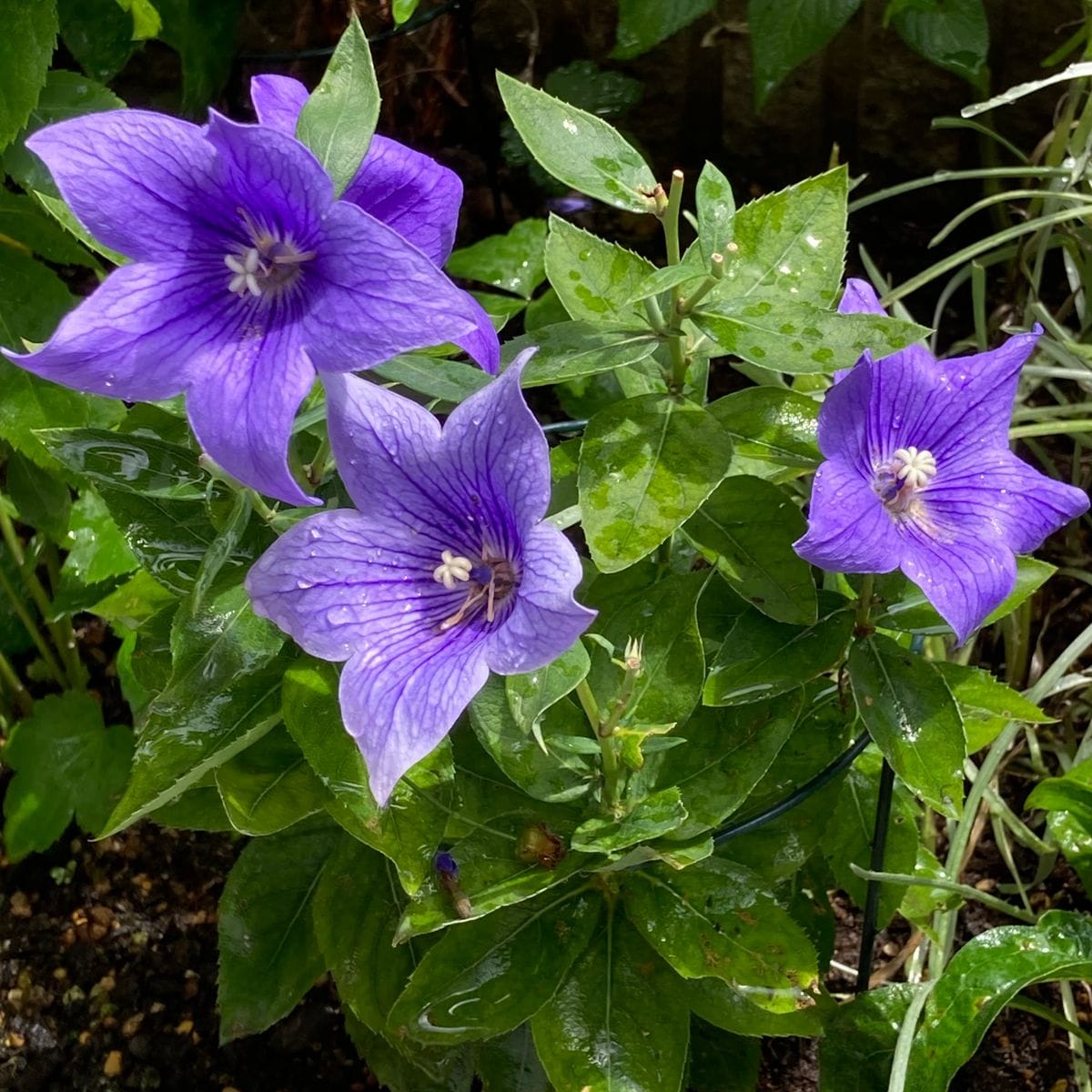 一重咲き桔梗・ブルー💙  #Platycodon grandiflorus