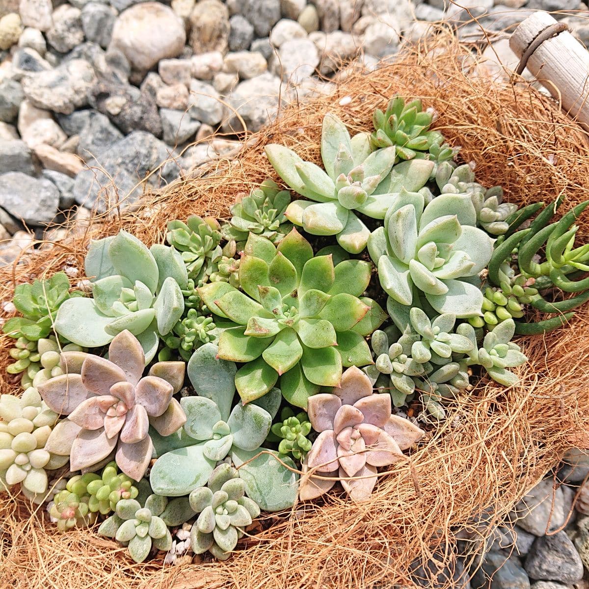 多肉の寄せ植え🌱