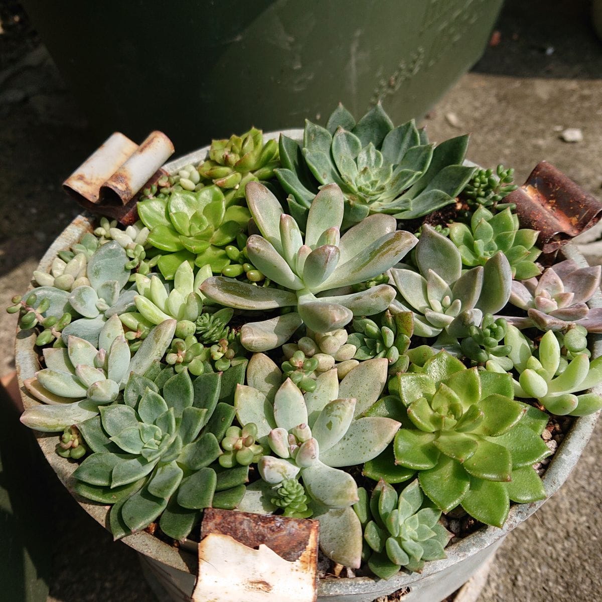 伸びた多肉達を、寄せ植えにしました🌱