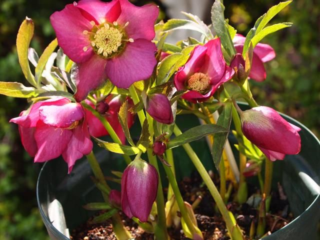 交配して種からのﾁｴﾘｰﾋﾟﾝｸの華やかな花。