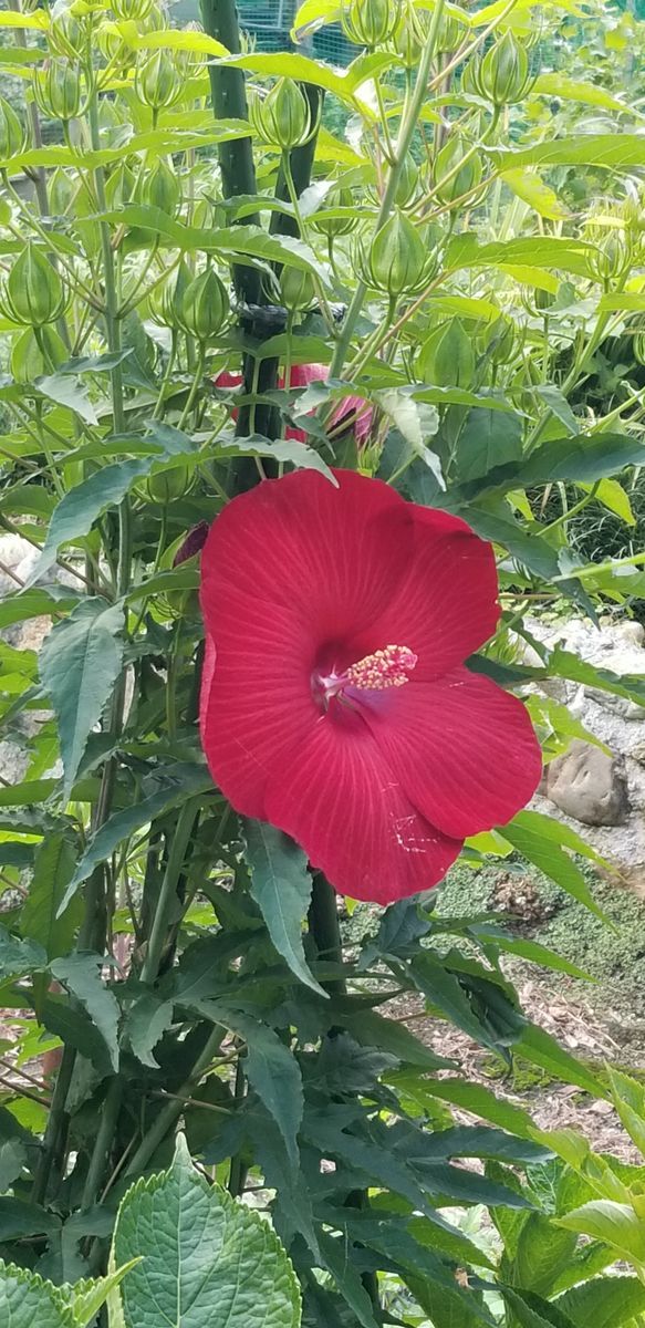 ７ ２６タイタンビカス アドニス 初花 ２０２２暑い夏を彩る ムクゲ タイタンビカス アオイ科の花 たち のアルバム みんなの趣味の園芸
