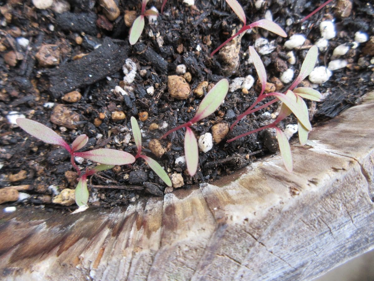 ハゲイトウの写真 by 花つづり ハゲイトウの鉢から可愛い新芽が伸びてきた😊 こぼれ種