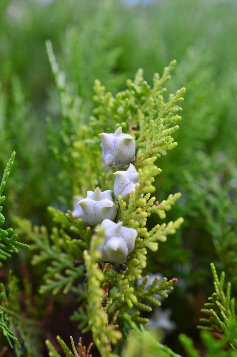 コノテガシワの写真 by 玉子屋ろいち コノテガシワ(児の手柏) Thuja (Platycladus) or