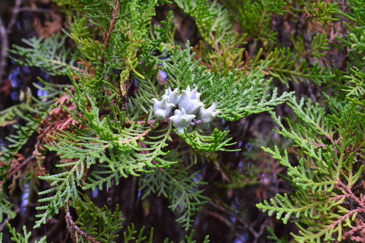 コノテガシワの写真 by 玉子屋ろいち コノテガシワ(児の手柏) Thuja (Platycladus) or