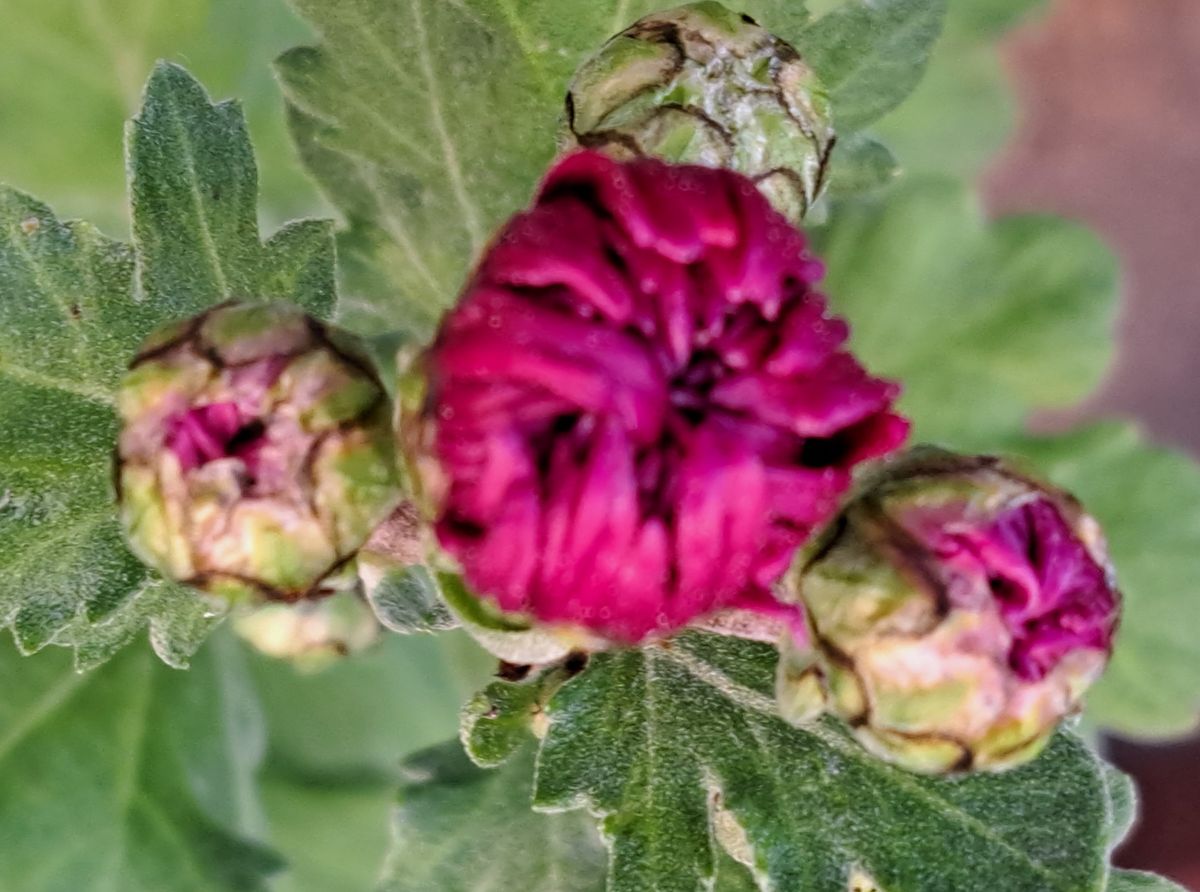 キク(中輪)  今年初めての菊の蕾が膨らんで 咲きそうです！